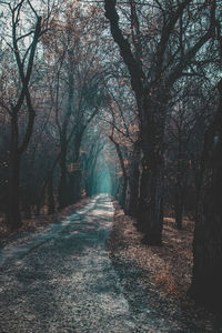 Road amidst trees in forest