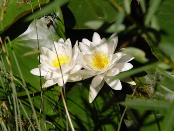 Close-up of white flowering plant