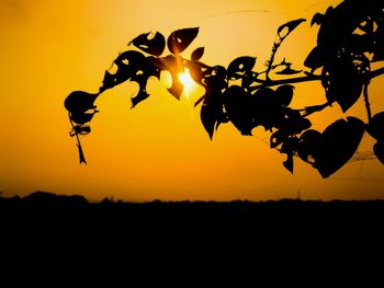 Silhouette plant against orange sky