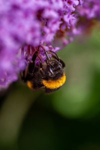 Close-up of bee pollinating on purple flower