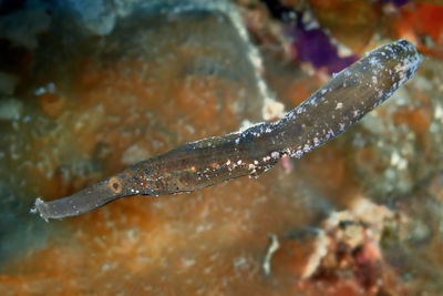 Close-up of fish underwater