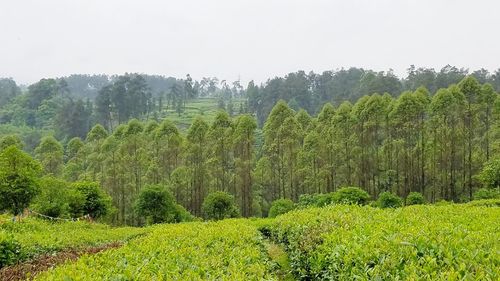 Scenic view of landscape