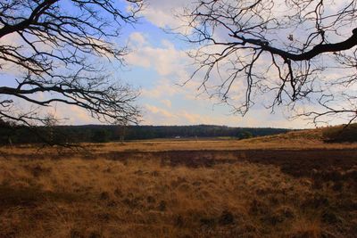 Bare trees on field against sky