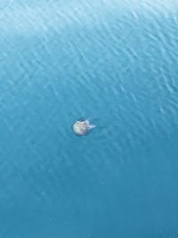 High angle view of jellyfish in sea