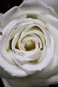 Close-up of white rose