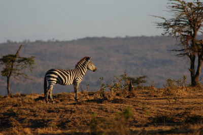 Zebras in a field