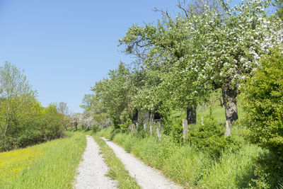 Road amidst trees on field against clear sky