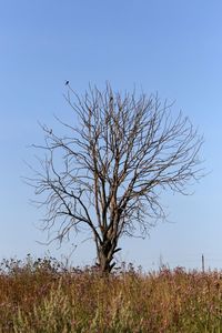 Bare tree on field against clear blue sky