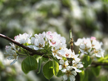 Close-up of white cherry blossoms