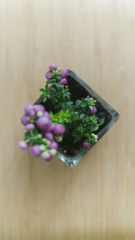 High angle view of purple flowering plant on table
