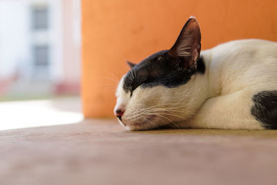 Close-up of cat sleeping