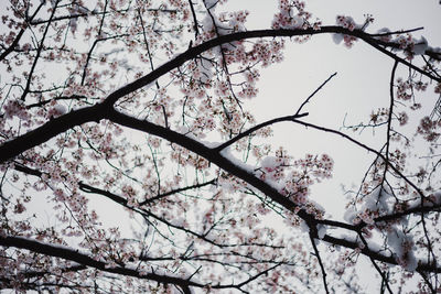 Low angle view of cherry blossoms against sky