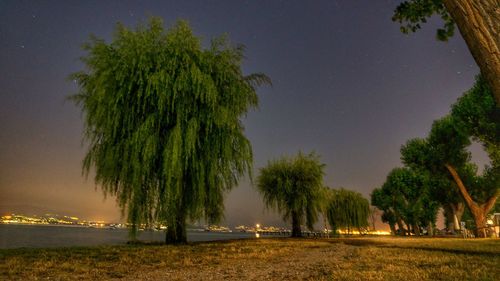 Trees growing on field against sky at night