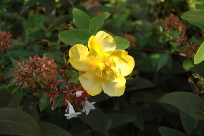 Close-up of yellow flowers blooming outdoors