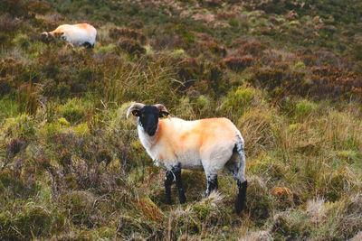 Sheep standing on field