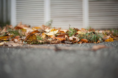 Close-up of autumn leaves