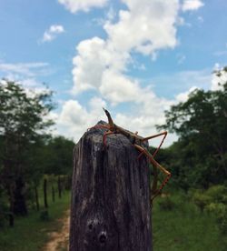 Close-up of bird perching on tree against sky