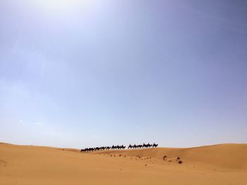 Camels on desert