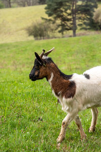 Portrait of a brown and white domestic goat with a green meadow in the background