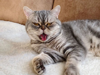 Close-up of cat lying on floor