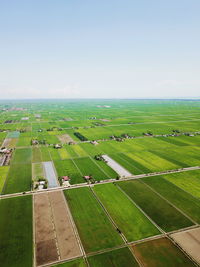 Scenic view of agricultural field against clear sky