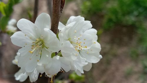 Close-up of white cherry blossoms