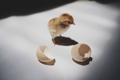 Close-up of chicken with eggshell on table