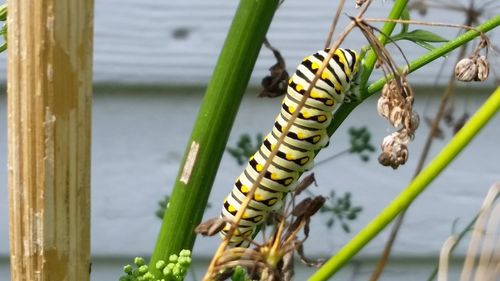 Close-up of insect on plant