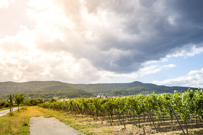 Scenic view of vineyard against sky