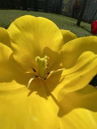 Close-up of yellow flowering plant