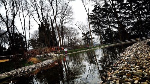 Reflection of bare trees in water