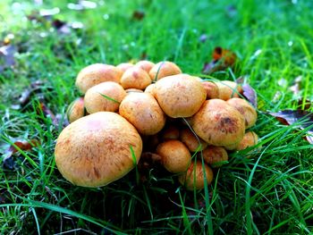 Close-up of mushrooms on field