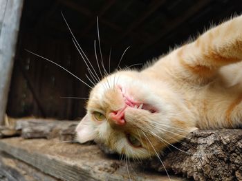 Close-up of a cat