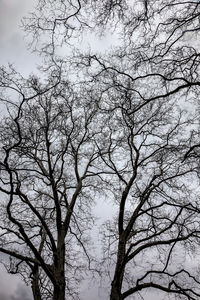 Low angle view of bare tree against sky