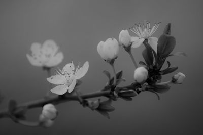 Close-up of flowers blooming on tree