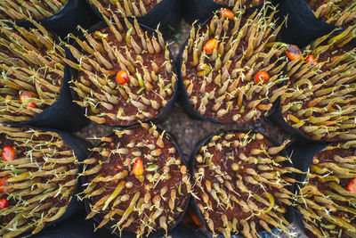 Close-up of pineapple