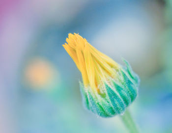 Close-up of yellow flowering plant