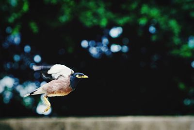 Close-up of bird flying