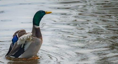 Duck swimming in lake