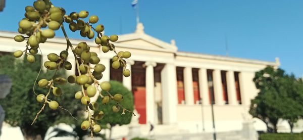 Close-up of fruits growing on plant against building