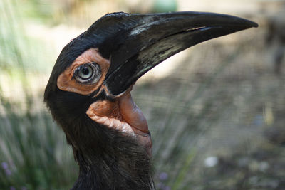 Close-up of a bird