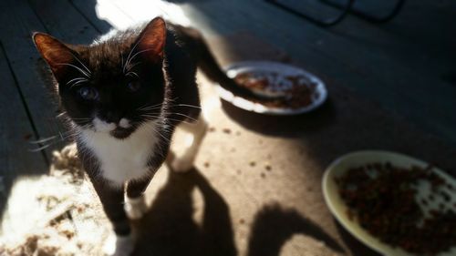 Close-up portrait of cat