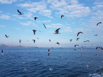 Seagulls flying over sea against sky