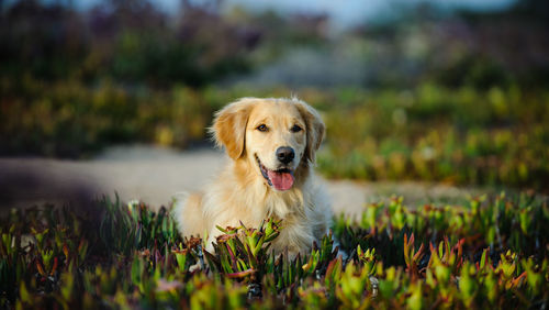 Portrait of golden retriever on grass