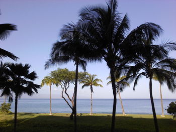 Palm trees on beach