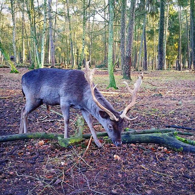 animal themes, tree, one animal, forest, mammal, wildlife, animals in the wild, nature, tree trunk, field, full length, day, domestic animals, outdoors, no people, standing, sunlight, side view, leaf, deer