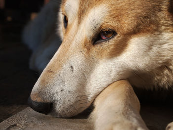 Sad husky face close up 