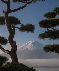 Trees against distant fuji mountain