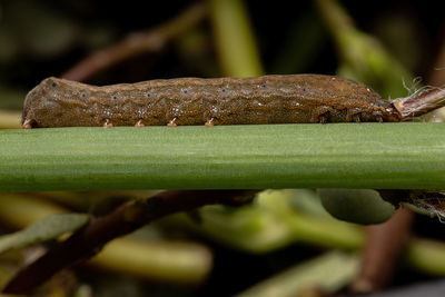 Close-up of insect on plant