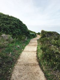 Footpath amidst plants on field against sky